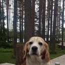 Подробнее об объявлении «Пропала собака кобель бигль лен. обл - приозерский р-н Санкт-Петербург» Фото: пропала собака Бигль «Пропала собака кобель бигль лен. обл -...» в г. Санкт-Петербург