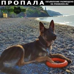 Подробнее об объявлении «Пропала собака кобель Симферополь» Фото: пропала собака Немецкая овчарка «Пропала собака кобель Симферополь» в г. Симферополь