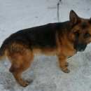 Подробнее об объявлении «Лабинск Пропала собака кобель откликается на кличку еран» Фото: пропала собака Немецкая овчарка «Лабинск Пропала собака кобель откликается на...» в г. Лабинск