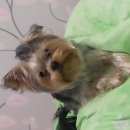 Подробнее об объявлении «Королев Пропала собака кобель» Фото: пропала собака Йоркширский терьер «Королев Пропала собака кобель» в г. Королев