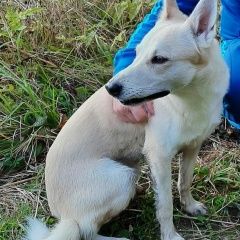 Подробнее об объявлении «Пропала собака кобель Нарофоминск» Фото: пропала собака  «Пропала собака кобель Нарофоминск» в г. Нарофоминск