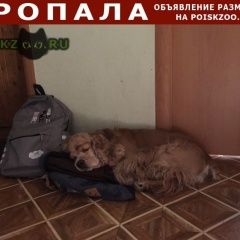 Подробнее об объявлении «Пропала собака Красноярск» Фото: пропала собака Английский кокер-спаниель «Пропала собака Красноярск» в г. Красноярск