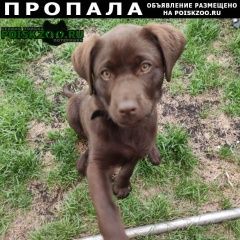 Подробнее об объявлении «Белорецк Пропала собака» Фото: пропала собака Лабрадор ретривер «Белорецк Пропала собака» в г. Белорецк