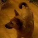 Подробнее об объявлении «Пропала собака Санкт-Петербург» Фото: пропала собака  «Пропала собака Санкт-Петербург» в г. Санкт-Петербург