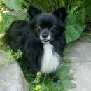 Подробнее об объявлении «Королев Пропала собака кобель» Фото: пропала собака Чихуахуа «Королев Пропала собака кобель» в г. Королев