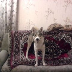 Подробнее об объявлении «Челябинск Пропала собака западно-сибирская лайка» Фото: пропала собака Западно-сибирская лайка «Челябинск Пропала собака западно-сибирская лайка» в г. Челябинск