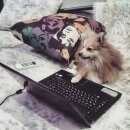 Подробнее об объявлении «Пропала собака кобель Самара» Фото: пропала собака Немецкий шпиц «Пропала собака кобель Самара» в г. Самара