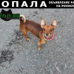 Подробнее об объявлении «Пропала собака пинчер джеса Санкт-Петербург» Фото: пропала собака  «Пропала собака пинчер джеса Санкт-Петербург» в г. Санкт-Петербург