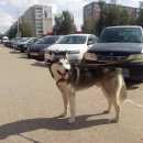 Подробнее об объявлении «Зеленодольск Пропала собака кобель помогите» Фото: пропала собака Сибирская хаски «Зеленодольск Пропала собака кобель помогите» в г. Зеленодольск