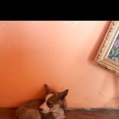 Подробнее об объявлении «Пропала собака кобель Белово» Фото: пропала собака  «Пропала собака кобель Белово» в г. Белово