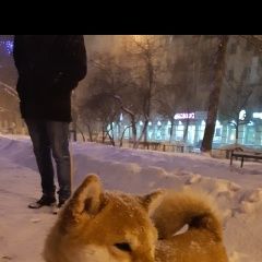 Подробнее об объявлении «Пропала собака кобель рыжая, сиба ину в сормово Нижний Новгород» Фото: пропала собака  «Пропала собака кобель рыжая, сиба ину в сормово...» в г. Нижний Новгород