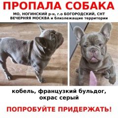 Подробнее об объявлении «Ногинск Пропала собака кобель» Фото: пропала собака Французский бульдог «Ногинск Пропала собака кобель» в г. Ногинск