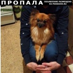 Подробнее об объявлении «Москва Пропала собака» Фото: пропала собака Чихуахуа «Москва Пропала собака» в г. Москва