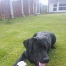 Подробнее об объявлении «Пропала собака кобель лабродор Нижний Новгород» Фото: пропала собака Лабрадор ретривер «Пропала собака кобель лабродор Нижний Новгород» в г. Нижний Новгород