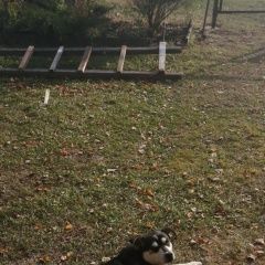 Подробнее об объявлении «Пропала собака кобель Венев» Фото: пропала собака  «Пропала собака кобель Венев» в г. Венев