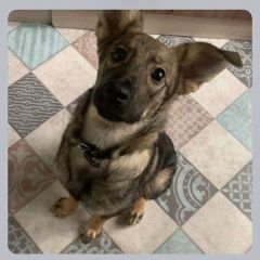 Подробнее об объявлении «Пропала собака кобель Санкт-Петербург» Фото: пропала собака Немецкая овчарка «Пропала собака кобель Санкт-Петербург» в г. Санкт-Петербург