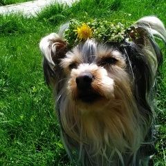 Подробнее об объявлении «Анапа Пропала собака» Фото: пропала собака Йоркширский терьер «Анапа Пропала собака» в г. Анапа