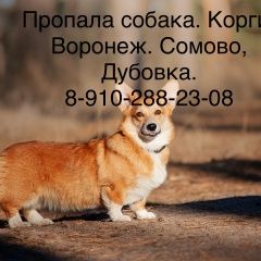Подробнее об объявлении «Пропала собака вельш корги. Воронеж» Фото: пропала собака Вельш корги «Пропала собака вельш корги. Воронеж» в г. Воронеж
