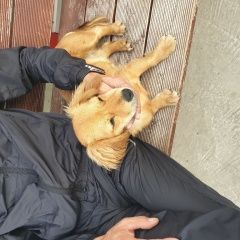 Подробнее об объявлении «Анапа Пропала собака зовут плюшка» Фото: пропала собака  «Анапа Пропала собака зовут плюшка» в г. Анапа