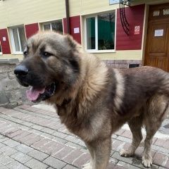 Подробнее об объявлении «Пропала собака кобель кавказская овчарка Томск» Фото: пропала собака Кавказская овчарка «Пропала собака кобель кавказская овчарка Томск» в г. Томск