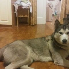 Подробнее об объявлении «Караганда Пропала собака» Фото: пропала собака Сибирская хаски «Караганда Пропала собака» в г. Караганда