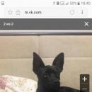 Подробнее об объявлении «Сургут Пропала собака кобель» Фото: пропала собака  «Сургут Пропала собака кобель» в г. Сургут
