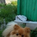 Подробнее об объявлении «Хабаровск Пропала собака кобель шпиц» Фото: пропала собака  «Хабаровск Пропала собака кобель шпиц» в г. Хабаровск