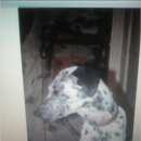 Подробнее об объявлении «Пропала собака дейзи Нижний Новгород» Фото: пропала собака Далматин «Пропала собака дейзи Нижний Новгород» в г. Нижний Новгород