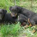 Подробнее об объявлении «Иваново Пропала собака ягдтерьер» Фото: пропала собака Ягд-терьер «Иваново Пропала собака ягдтерьер» в г. Иваново