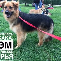 Подробнее об объявлении «Пропала собака кобель  сэм Ивантеевка (Московская обл.)» Фото: пропала собака  «Пропала собака кобель  сэм Ивантеевка...» в г. Ивантеевка (Московская обл.)