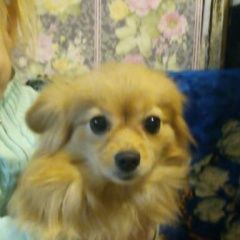 Подробнее об объявлении «Пропала собака помогите пажалуйста, прошу Хабаровск» Фото: пропала собака Немецкий шпиц «Пропала собака помогите пажалуйста, прошу...» в г. Хабаровск