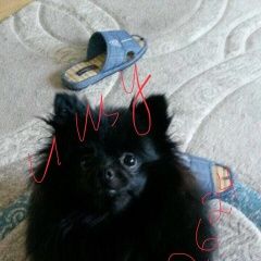 Подробнее об объявлении «Хабаровск Пропала собака шпиц чёрный девочка» Фото: пропала собака Немецкий шпиц «Хабаровск Пропала собака шпиц чёрный девочка» в г. Хабаровск