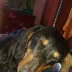 Подробнее об объявлении «Комсомольск-на-Амуре Пропала собака кобель потерялась такса собака» Фото: пропала собака Такса «Комсомольск-на-Амуре Пропала собака кобель...» в г. Комсомольск-на-Амуре