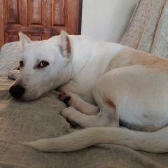 Подробнее об объявлении «Анапа Пропала собака цвет бело рыжий.» Фото: пропала собака  «Анапа Пропала собака цвет бело рыжий.» в г. Анапа