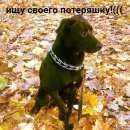 Подробнее об объявлении «Санкт-Петербург Пропала собака кобель метис лабрадора ретривера» Фото: пропала собака Лабрадор ретривер «Санкт-Петербург Пропала собака кобель метис...» в г. Санкт-Петербург