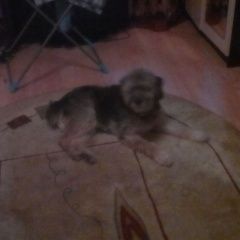 Подробнее об объявлении «Великий Новгород (Новгород) Пропала собака кобель мой песик» Фото: пропала собака  «Великий Новгород (Новгород) Пропала собака...» в г. Великий Новгород (Новгород)