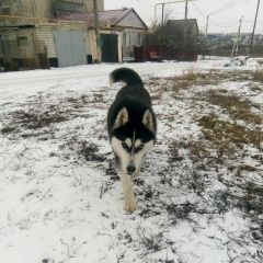 Подробнее об объявлении «Пропала собака кобель Губкин» Фото: пропала собака Сибирская хаски «Пропала собака кобель Губкин» в г. Губкин