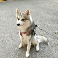 Подробнее об объявлении «Санкт-Петербург Пропала собака кобель» Фото: пропала собака  «Санкт-Петербург Пропала собака кобель» в г. Санкт-Петербург