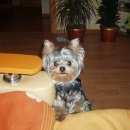 Подробнее об объявлении «Пропала собака кобель йорк в районе кск зммк Улан-Удэ» Фото: пропала собака Йоркширский терьер «Пропала собака кобель йорк в районе кск зммк...» в г. Улан-Удэ