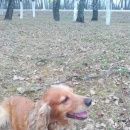 Подробнее об объявлении «Серебряные Пруды Пропала собака кобель. кобель» Фото: пропала собака Английский кокер-спаниель «Серебряные Пруды Пропала собака кобель. кобель» в г. Серебряные Пруды