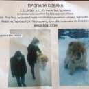 Подробнее об объявлении «Пропала собака кобель нужна помощь #; Томск» Фото: пропала собака Чау-чау «Пропала собака кобель нужна помощь #; Томск» в г. Томск