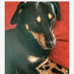 Подробнее об объявлении «Тюмень Пропала собака кобель помогите пожалуйста найти» Фото: пропала собака  «Тюмень Пропала собака кобель помогите...» в г. Тюмень