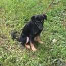 Подробнее об объявлении «Санкт-Петербург Пропала собака» Фото: пропала собака  «Санкт-Петербург Пропала собака» в г. Санкт-Петербург