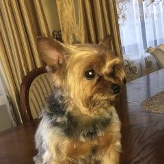 Подробнее об объявлении «Пропала собака йоркширской терьер Москва» Фото: пропала собака  «Пропала собака йоркширской терьер Москва» в г. Москва