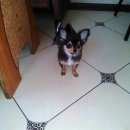Подробнее об объявлении «Воронеж Пропала собака вознаграждение» Фото: пропала собака Чихуахуа «Воронеж Пропала собака вознаграждение» в г. Воронеж