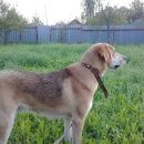 Подробнее об объявлении «Дмитров Пропала собака кобель» Фото: пропала собака Русская псовая борзая «Дмитров Пропала собака кобель» в г. Дмитров