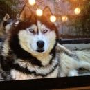 Подробнее об объявлении «Икша Пропала собака кобель» Фото: пропала собака Сибирская хаски «Икша Пропала собака кобель» в г. Икша