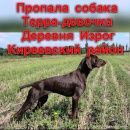 Подробнее об объявлении «Киреевск Пропала собака» Фото: пропала собака Курцхаар «Киреевск Пропала собака» в г. Киреевск