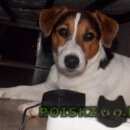 Подробнее об объявлении «Адлер Пропала собака кобель джек рассел терьер» Фото: пропала собака Джек рассел терьер «Адлер Пропала собака кобель джек рассел терьер» в г. Адлер