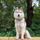 Подробнее об объявлении «Пропала собака кобель порода хаски, кобель Москва» Фото: пропала собака Сибирская хаски «Пропала собака кобель порода хаски, кобель Москва» в г. Москва